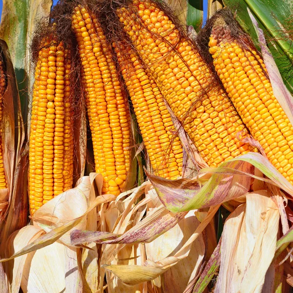 Close View Ripe Corn Cobs Field — Fotografia de Stock