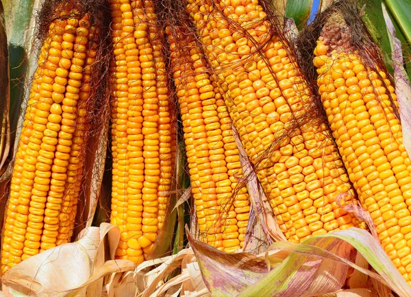 Close View Ripe Corn Cobs Field — Zdjęcie stockowe