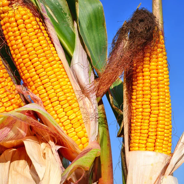 Close View Ripe Corn Cobs Field — Stockfoto