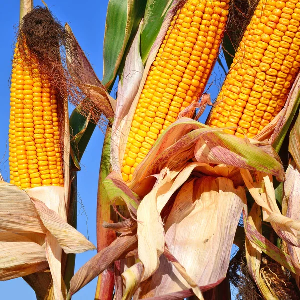 Close View Ripe Corn Cobs Field — Fotografia de Stock