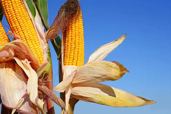 Close View Ripe Corn Cobs Field — Fotografia de Stock