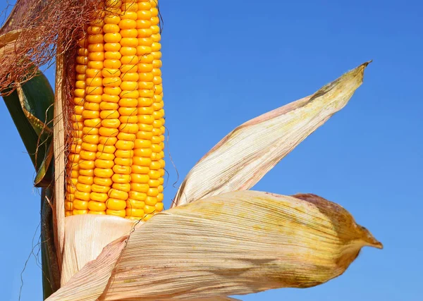 Закрыть Вид Спелый Кукурузный Початок Поле — стоковое фото