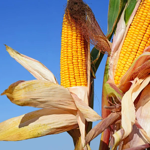 Close View Ripe Corn Cobs Field — Foto Stock