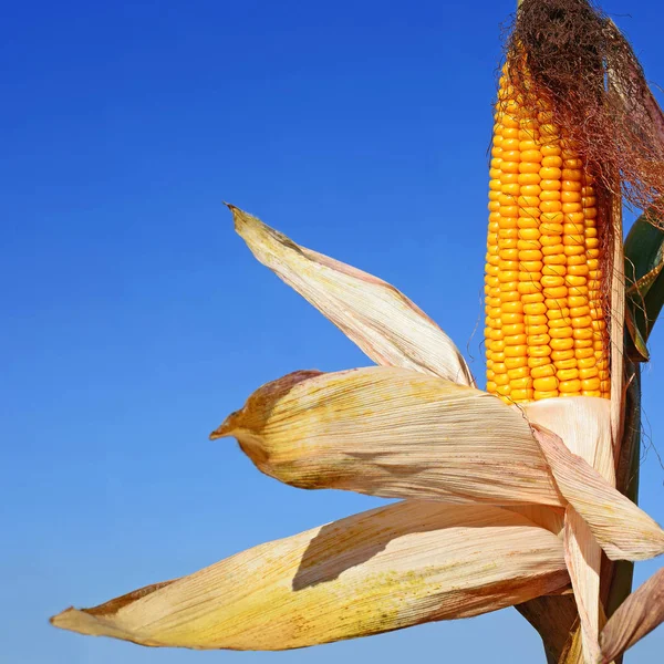 Close View Ripe Corn Cob Field — Fotografia de Stock