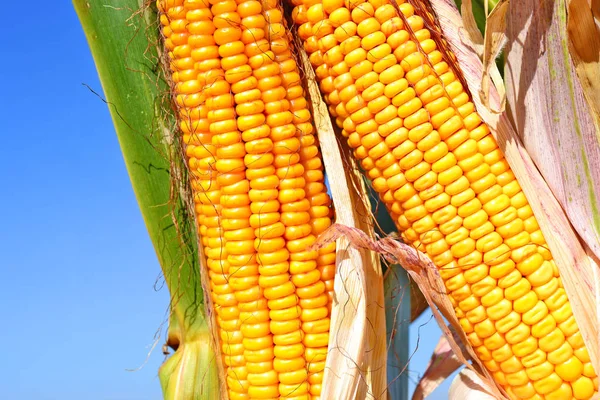 Close View Ripe Corn Cobs Field — Stock fotografie