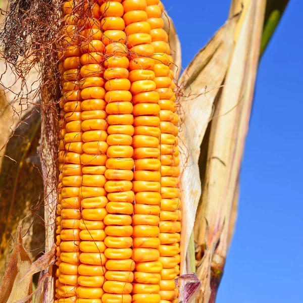 Close View Ripe Corn Cob Field — Stockfoto