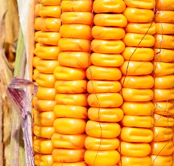 Close View Ripe Corn Cob — Stok fotoğraf