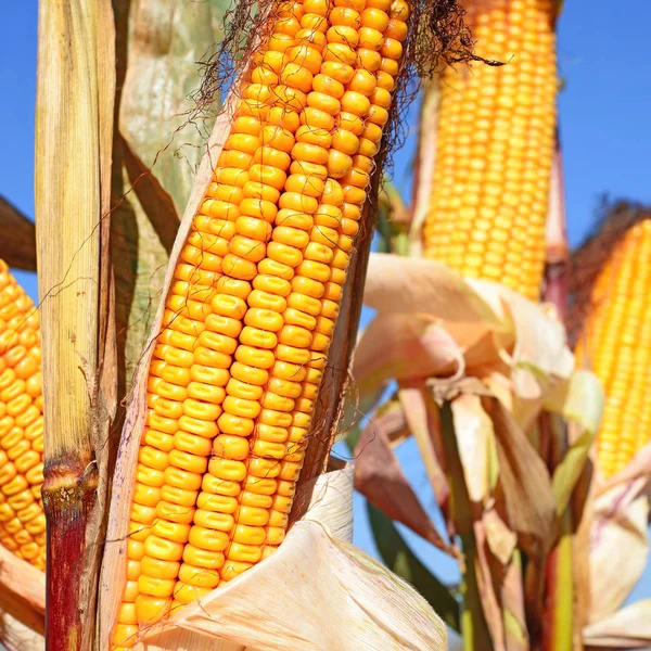 Close View Ripe Corn Cobs Field — 图库照片