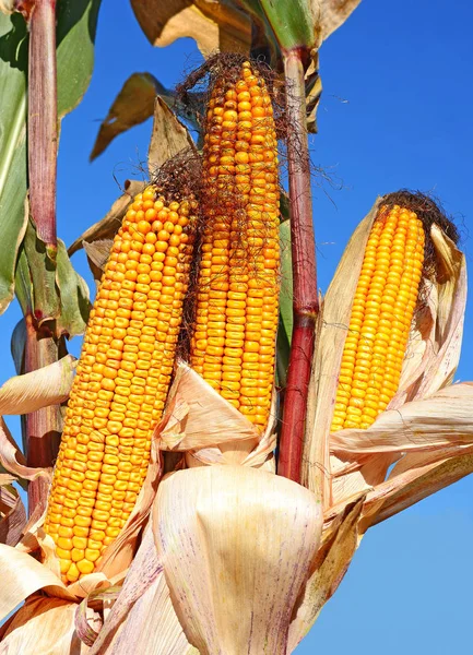 Close View Ripe Corn Cobs Field — 图库照片