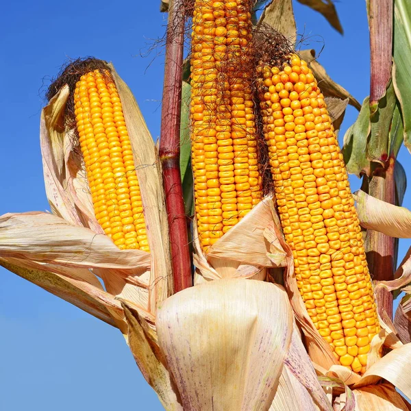 Close View Ripe Corn Cobs Field — Foto de Stock