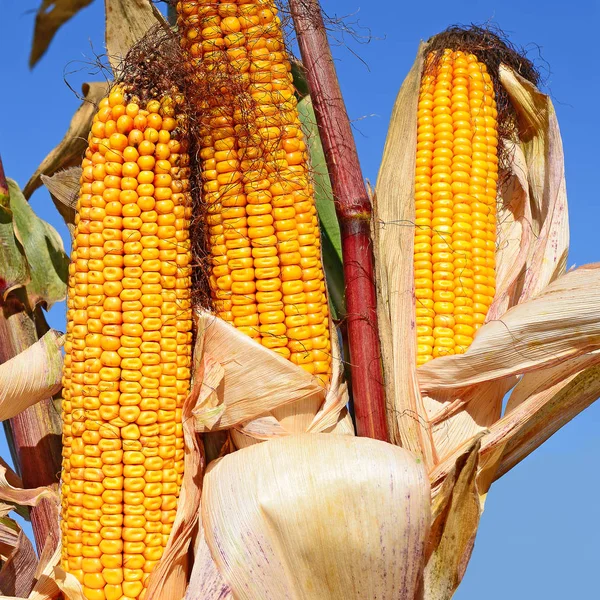 Close View Ripe Corn Cobs Field — Stockfoto