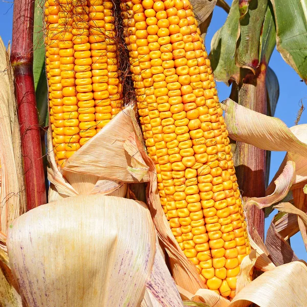 Close View Ripe Corn Cobs Field — Stock Photo, Image