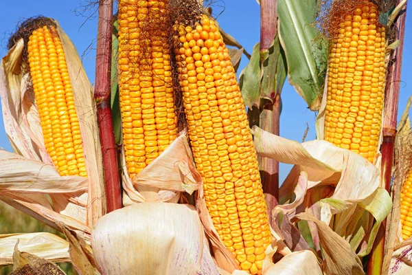 Close View Ripe Corn Cobs Field — 图库照片