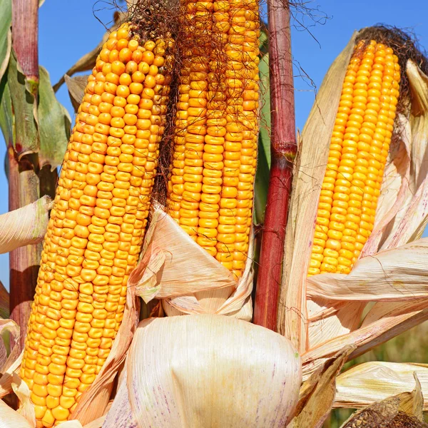 Close View Ripe Corn Cobs Field — ストック写真