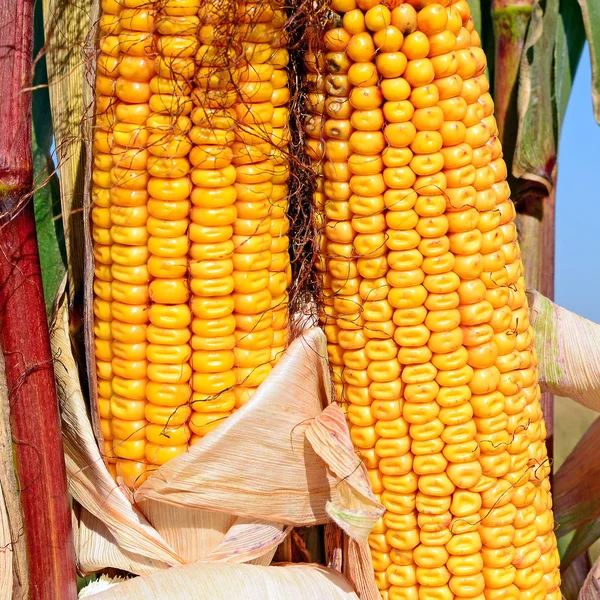 Közelkép Érett Kukorica Cobs Egy Mezőn — Stock Fotó