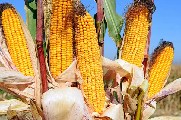 Close View Ripe Corn Cobs Field — Foto de Stock