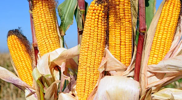 Close View Ripe Corn Cobs Field — Stok Foto