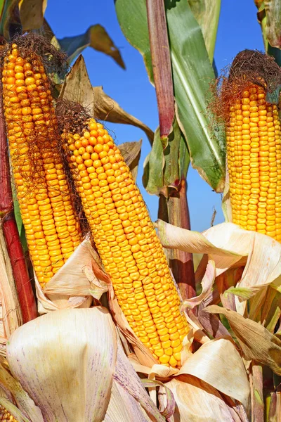 Close View Ripe Corn Cobs Field — Stockfoto