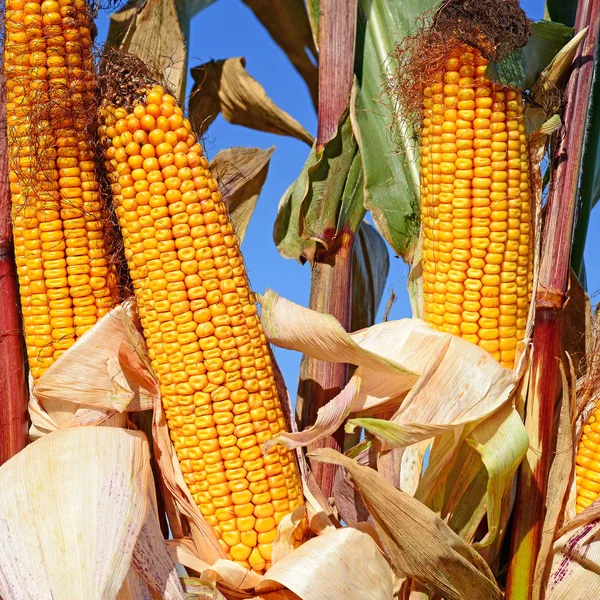 Close View Ripe Corn Cobs Field — Foto de Stock