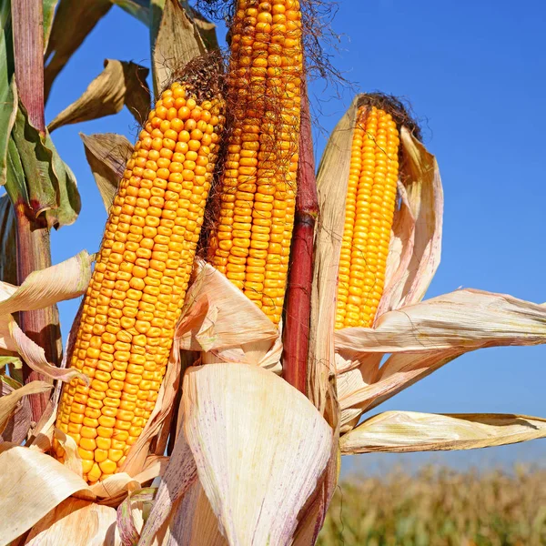 Close View Ripe Corn Cobs Field — ストック写真