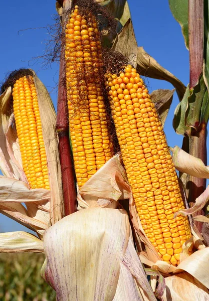 Close View Ripe Corn Cobs Field —  Fotos de Stock