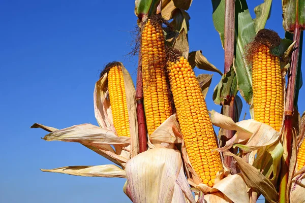 Close Zicht Rijpe Maïskolven Een Veld — Stockfoto