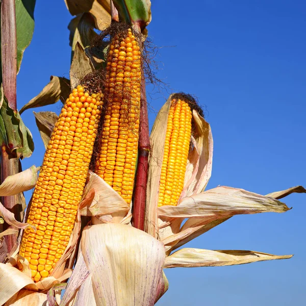 Close View Ripe Corn Cobs Field — Stockfoto