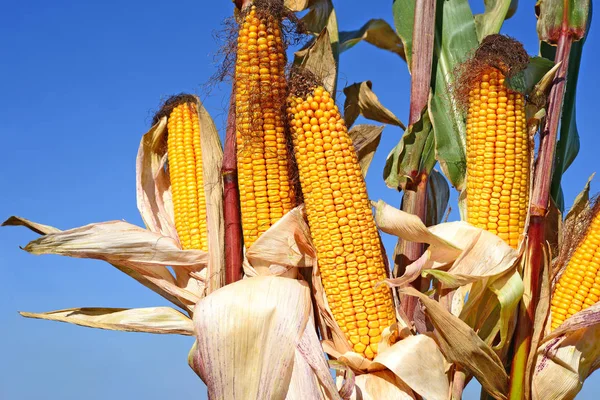 Close View Ripe Corn Cobs Field — Stock Fotó