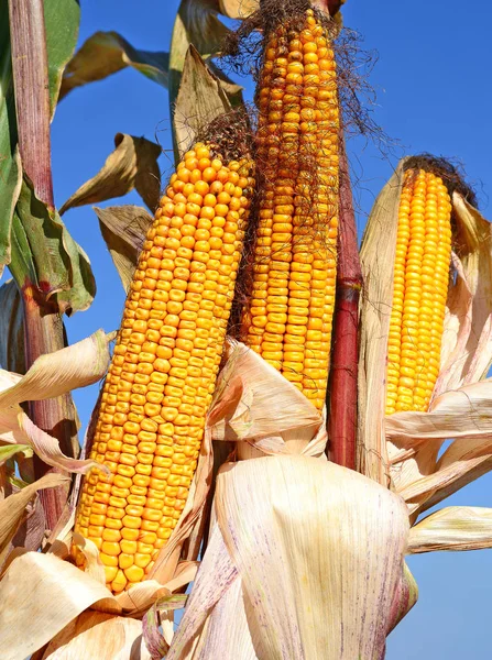 Close View Ripe Corn Cobs Field —  Fotos de Stock