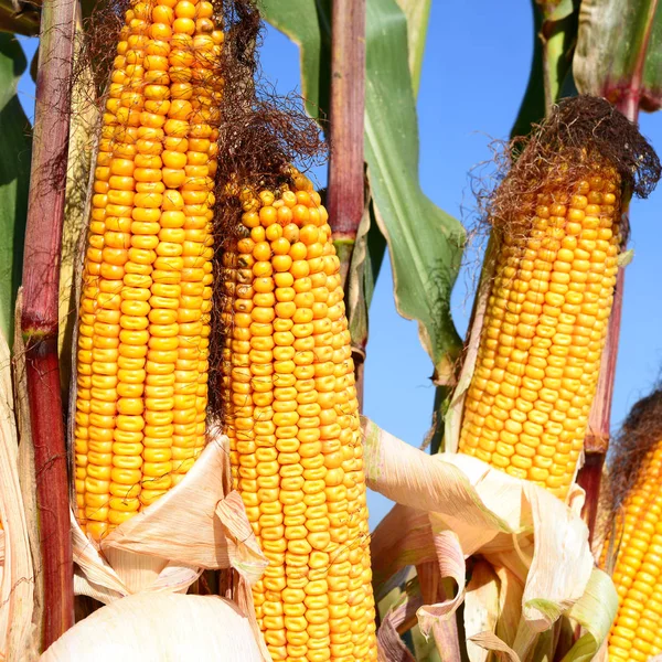 Close View Ripe Corn Cobs Field — ストック写真