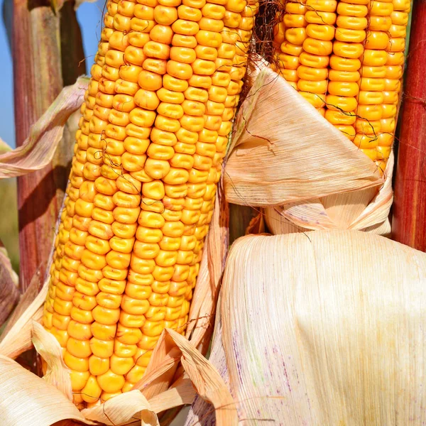 Close View Ripe Corn Cobs Field — ストック写真