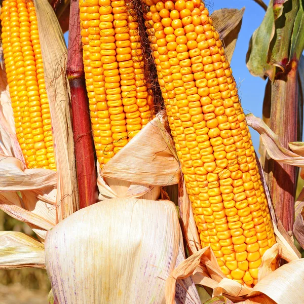 Zbliżenie Widok Dojrzałych Kolb Kukurydzy Polu — Zdjęcie stockowe