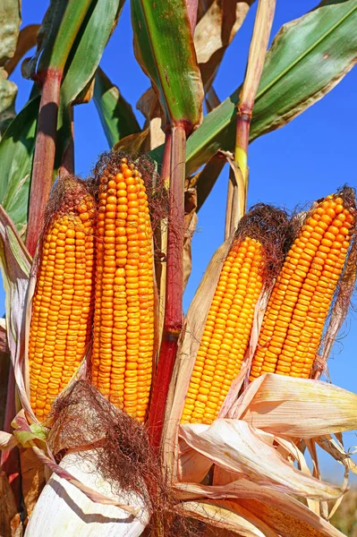 Close View Ripe Corn Cobs Field — Stock Photo, Image