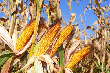 Bir tarladaki olgun mısır koçanlarının yakın görüntüsü 