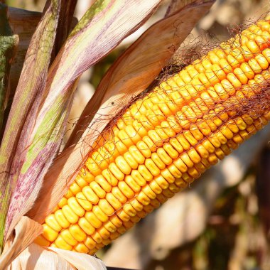 Tarladaki olgun mısır koçanı manzarasını kapat. 