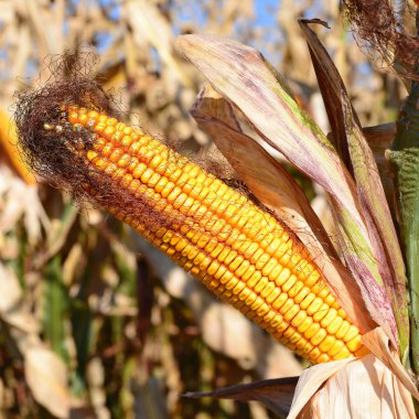 Tarladaki olgun mısır koçanı manzarasını kapat. 