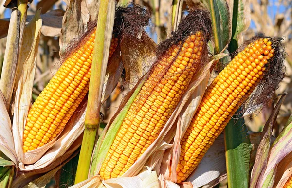 Zbliżenie Widok Dojrzałych Kolb Kukurydzy Polu — Zdjęcie stockowe