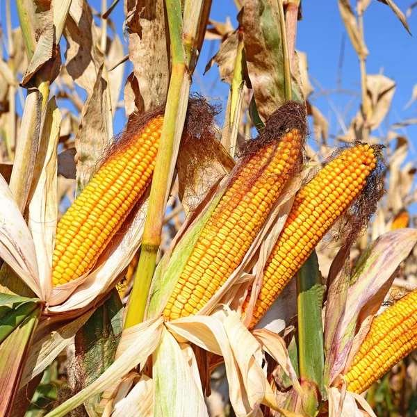 Close View Ripe Corn Cobs Field — Stock fotografie