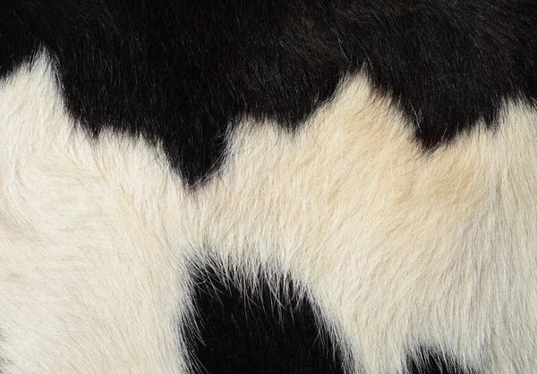 Black White Fur Texture — Stock Photo, Image