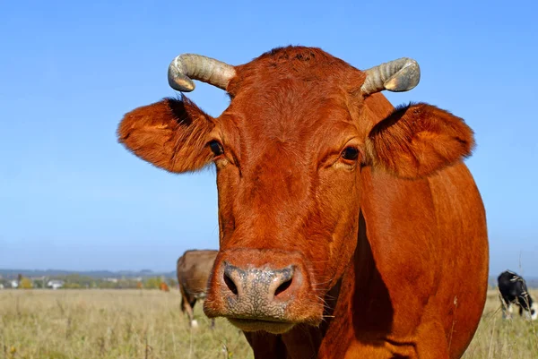 Close Cute Cow Blue Sky Background — Stock Photo, Image