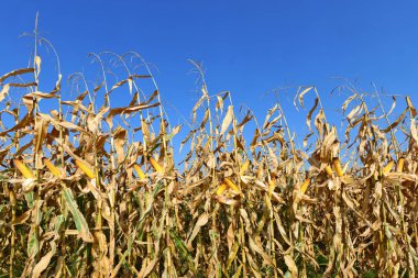 Bir tarladaki olgun mısır koçanlarının yakın görüntüsü 