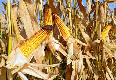 Bir tarladaki olgun mısır koçanlarının yakın görüntüsü 