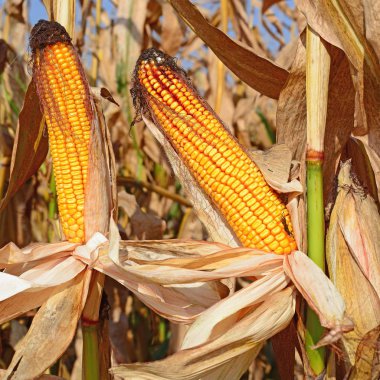 Bir tarladaki olgun mısır koçanlarının yakın görüntüsü 