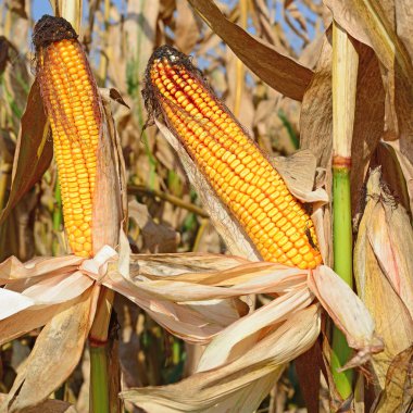 Bir tarladaki olgun mısır koçanlarının yakın görüntüsü 