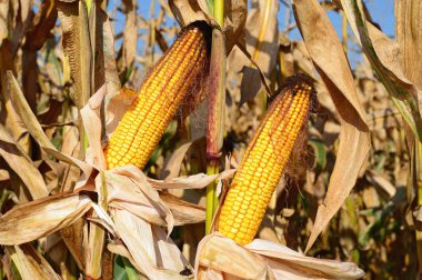 Bir tarladaki olgun mısır koçanlarının yakın görüntüsü 