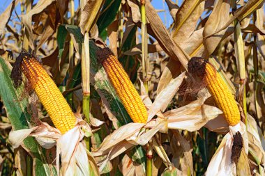 Bir tarladaki olgun mısır koçanlarının yakın görüntüsü 