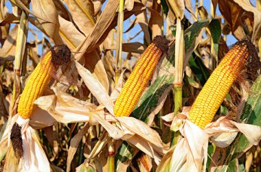 Bir tarladaki olgun mısır koçanlarının yakın görüntüsü 