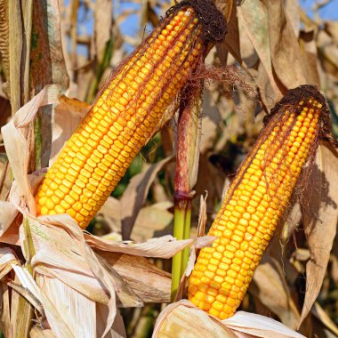 Close up view of ripe corn cobs in a field 