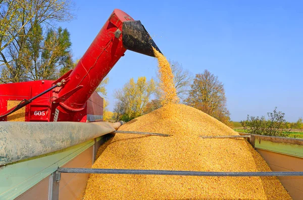 Overloading Grain Harvester Grain Tank Tractor Trailer — Stock Photo, Image