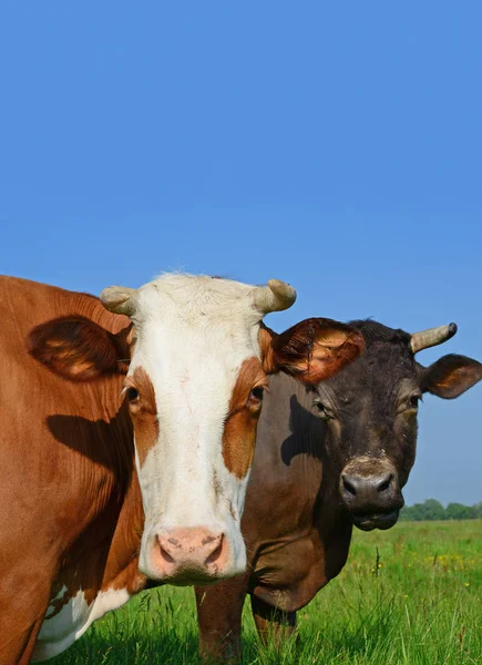 Vaches Sur Pâturage Été Dans Une Journée Ensoleillée — Photo